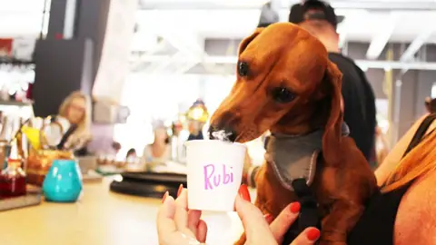 The First Ever Dachshund Café is Coming to London!